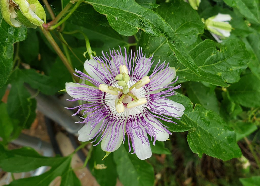 Passiflora incarnata (Purple Passion Flower)