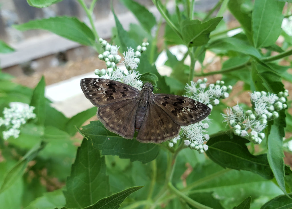 Eupatorium serotinum (Late Boneset)