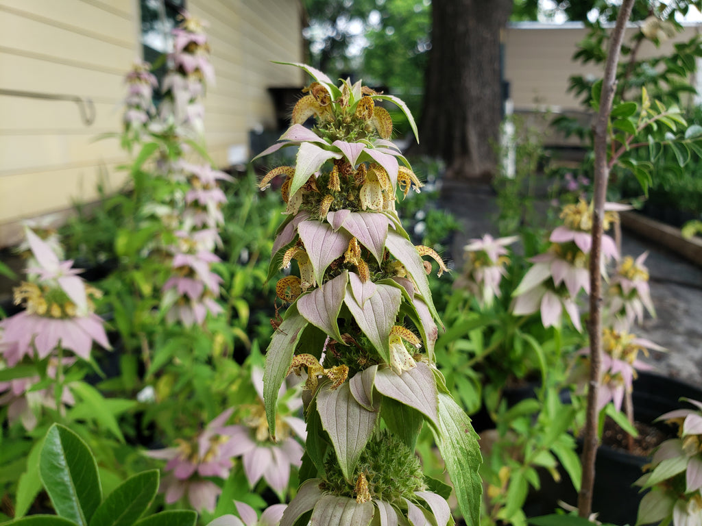 Monarda punctata (Spotted Beebalm)