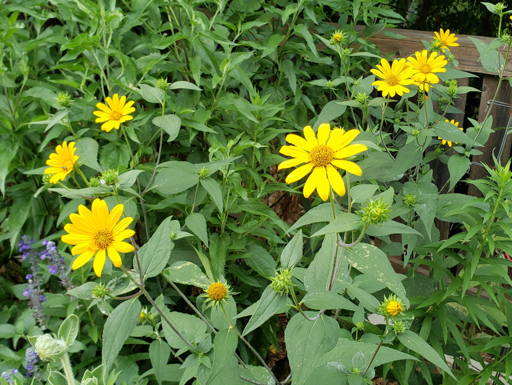 Helianthus hirsutus (Hairy Sunflower)