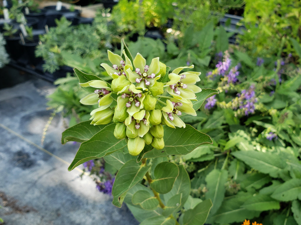 Asclepias viridis (Green Milkweed)