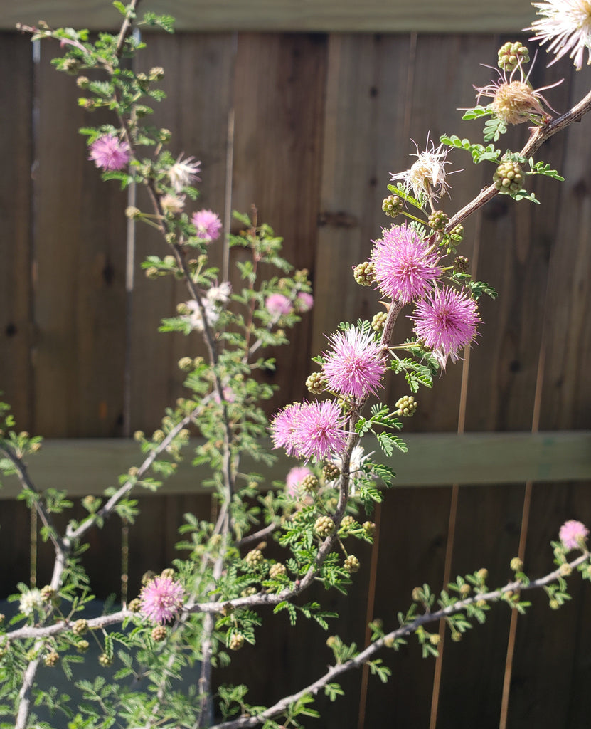 Mimosa borealis (Fragrant Mimosa)