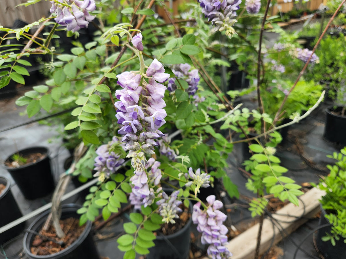 Wisteria frutescens (Texas Wisteria)