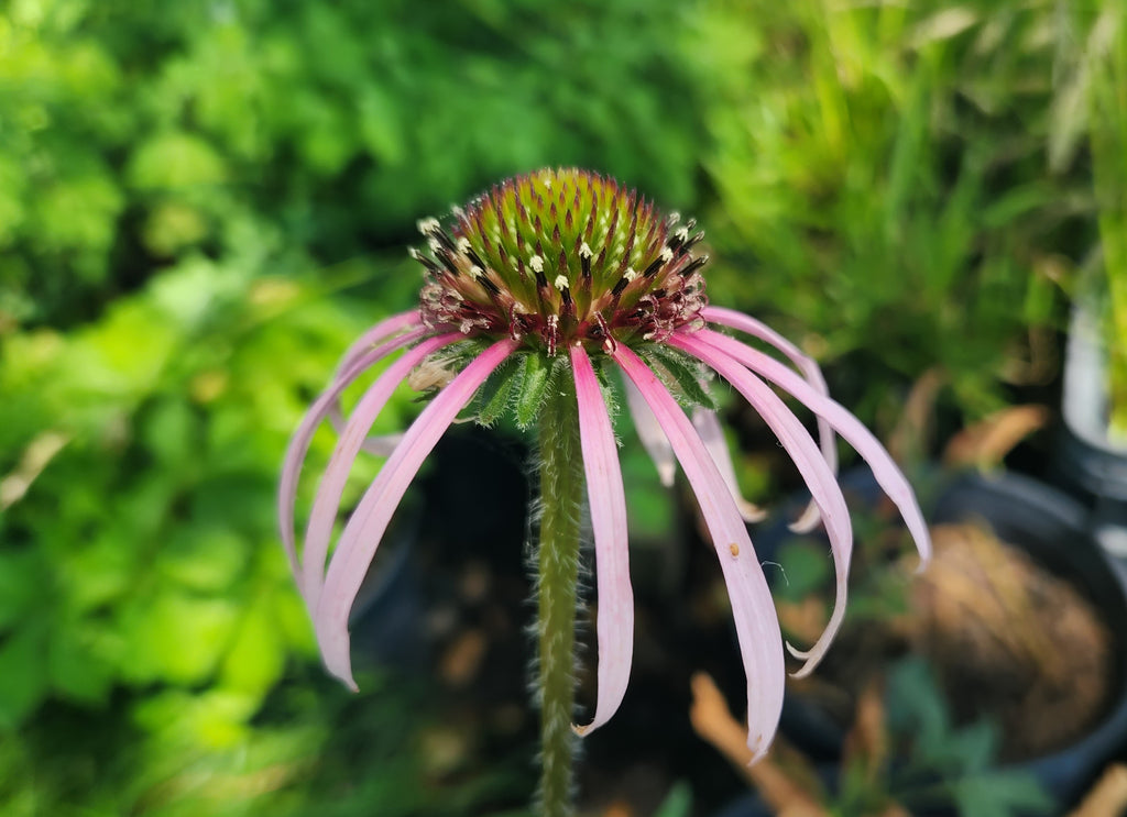 Echinacea pallida (Pale Coneflower)