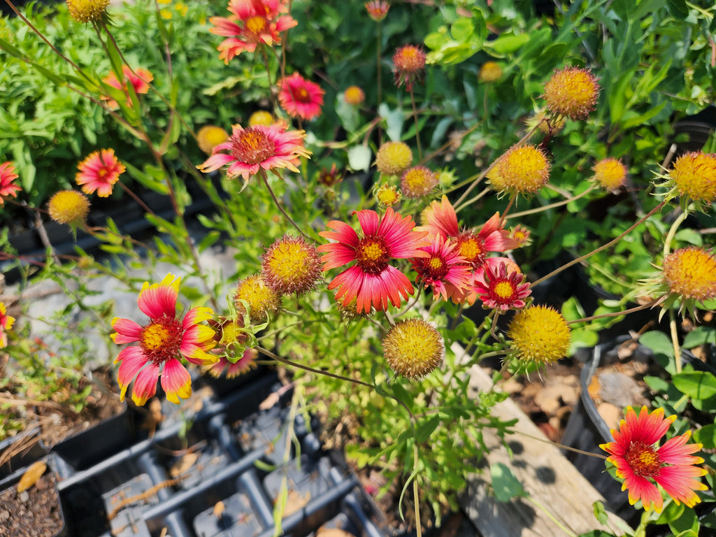 Gaillardia pulchella (Indian Blanket)