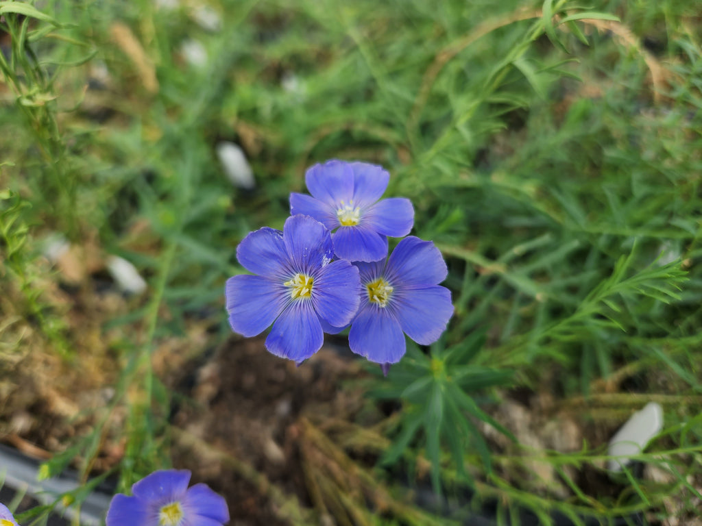 Linum lewisii (Blue Flax)