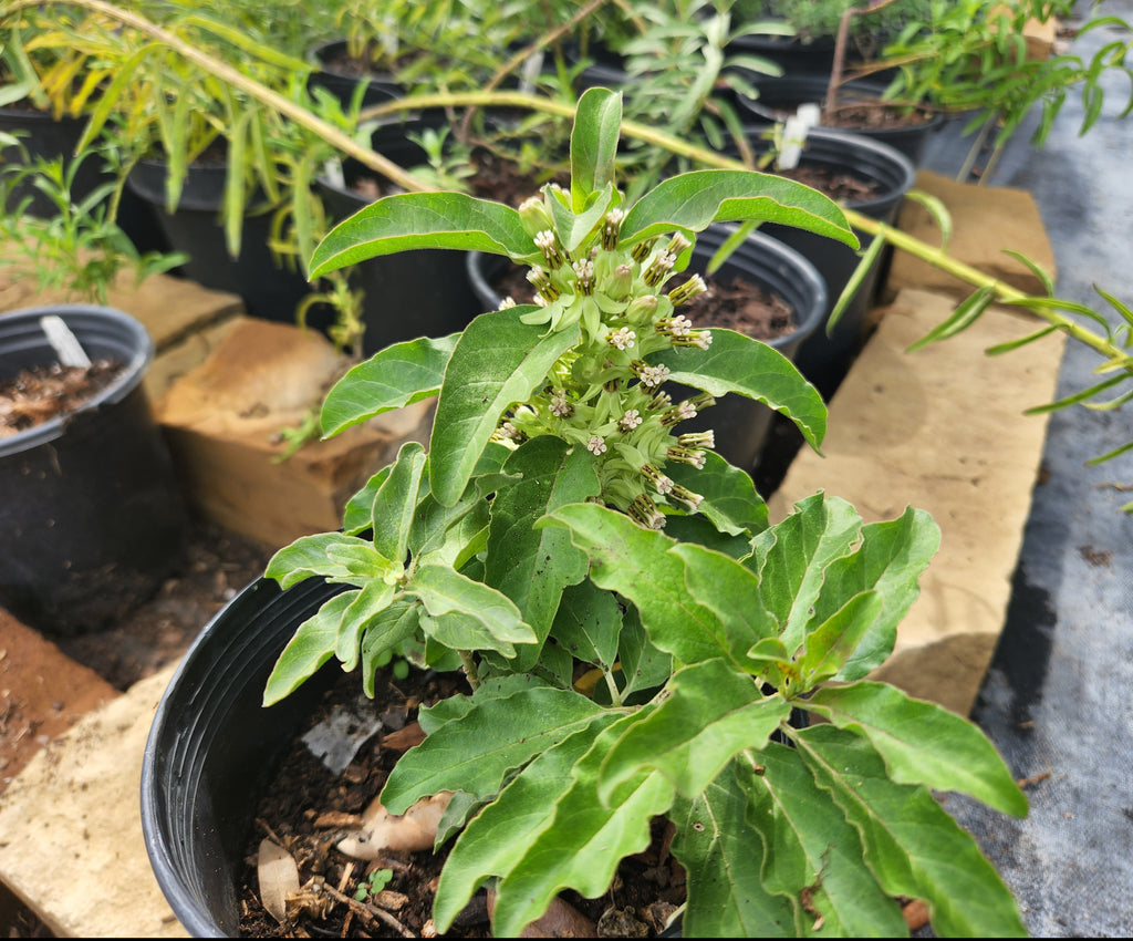 Asclepias oenotheroides (Zizotes Milkweed)