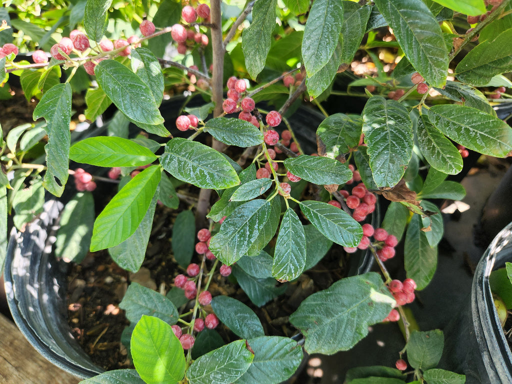 Frangula caroliniana (Carolina Buckthorn)