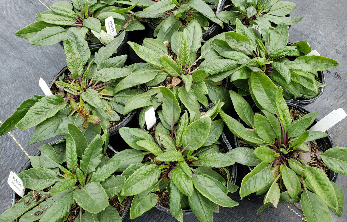 Salvia pentstemonoides (Big Red Sage)