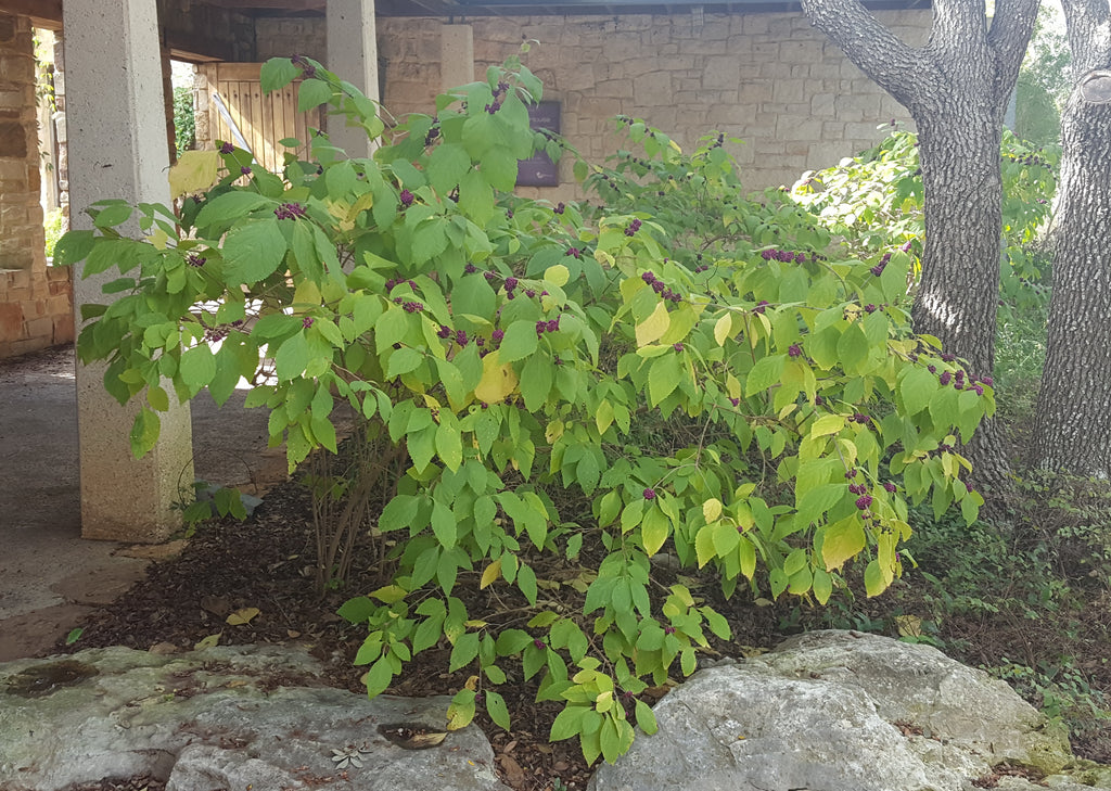 American Beautyberry (Callicarpa americana)