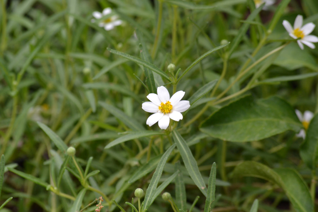 Blackfoot daisy (Melampodium leucanthum)