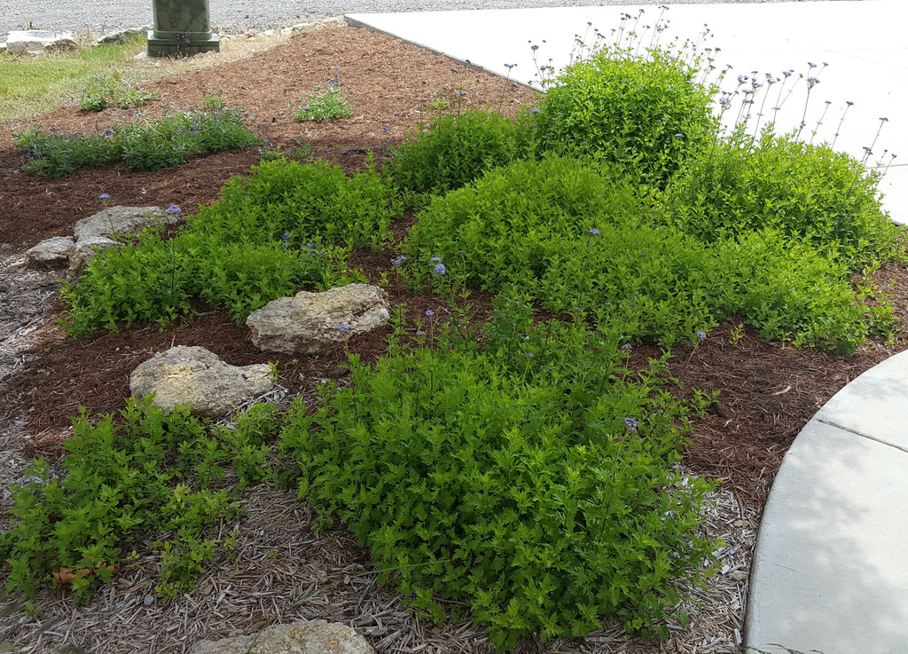 Gregg's Mistflower (Conoclinium greggii)