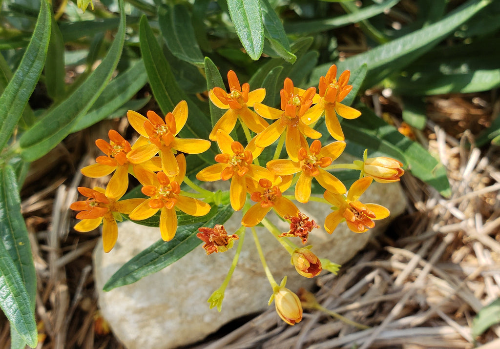 Butterfly weed (Asclepias tuberosa)