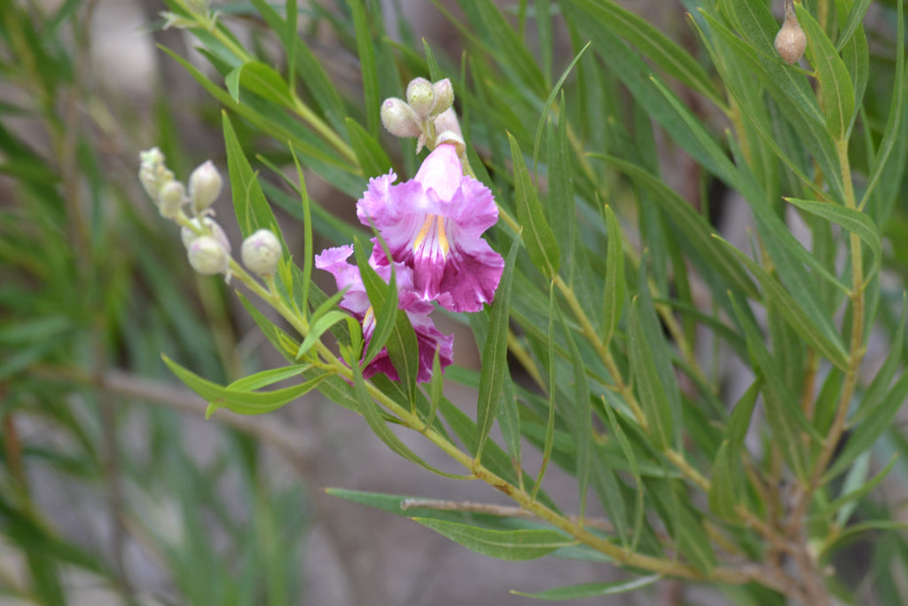 Desert willow 'Bubba" (Chilopsis linearis 'Bubba')