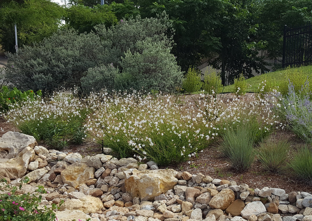 Oenothera lindheimeri 'Belleza White' (Gaura 'Belleza White')