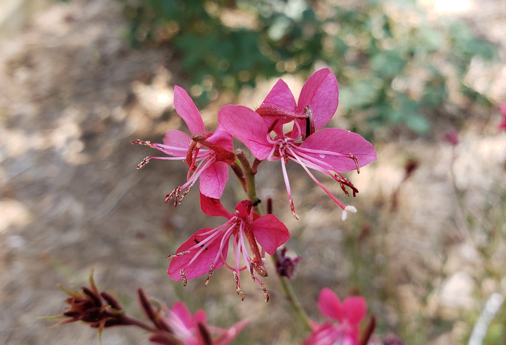 Oenothera lindheimeri 'Belleza Dark Pink' (Gaura 'Belleza Dark Pink')