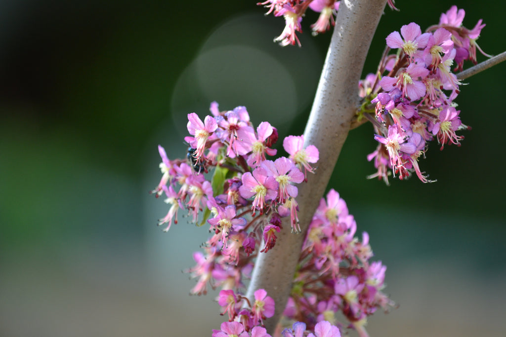 Mexican Buckeye (Ungnadia speciosa)