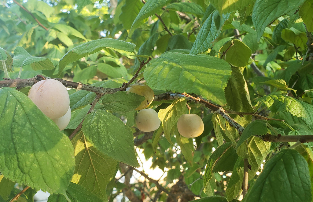 Mexican plum (Prunus mexicana)