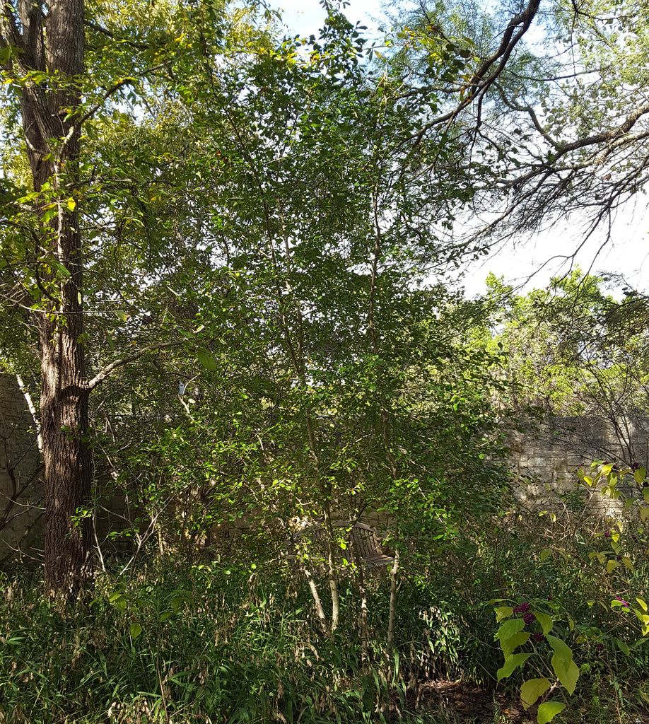 Possumhaw holly (Ilex decidua)