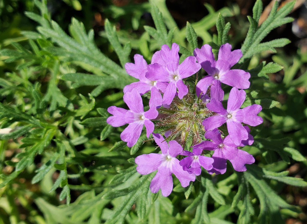 Glandularia bipinnatifida (Prairie Verbena)