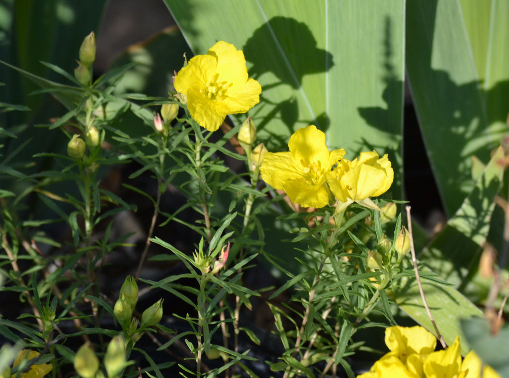 Texas primrose (Calylophus drummondianus var. berlandieri)