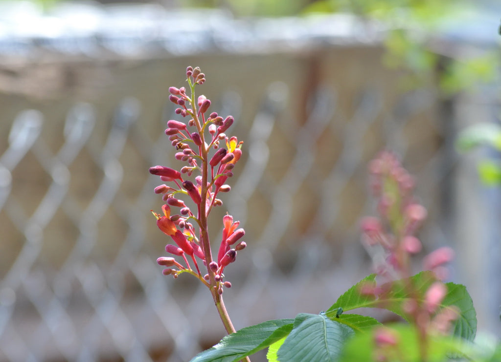 Red Buckeye (Aesculus pavia)