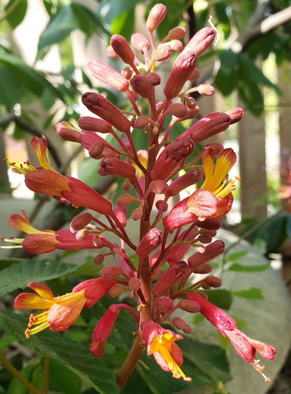 Red Buckeye (Aesculus pavia)