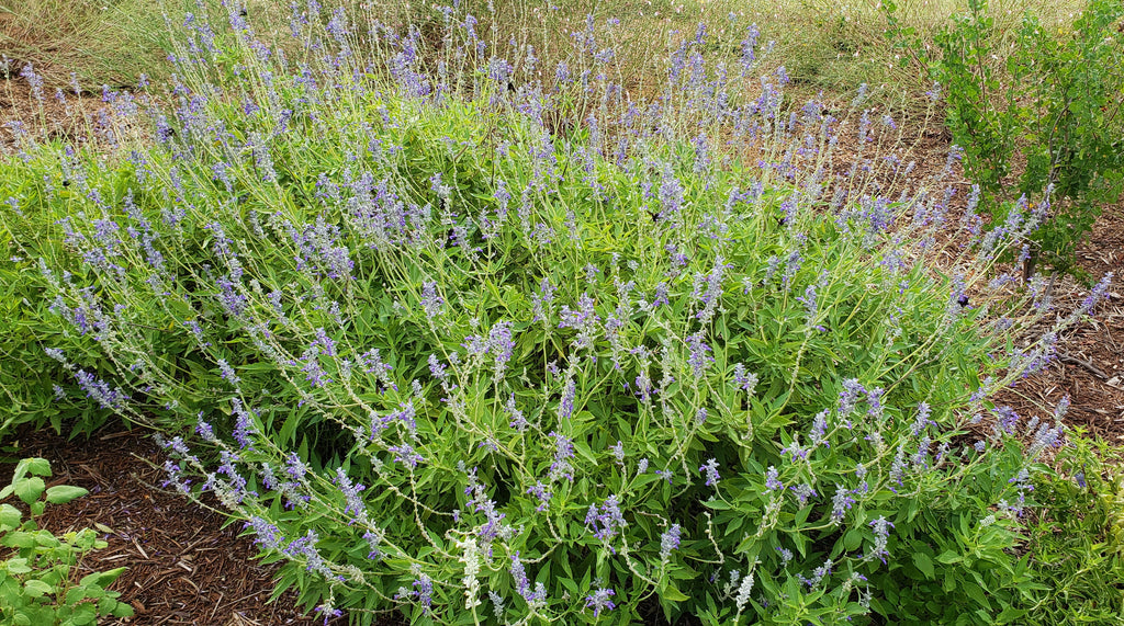 Salvia 'Henry Duelberg' (Salvia farinacea 'Henry Duelberg')