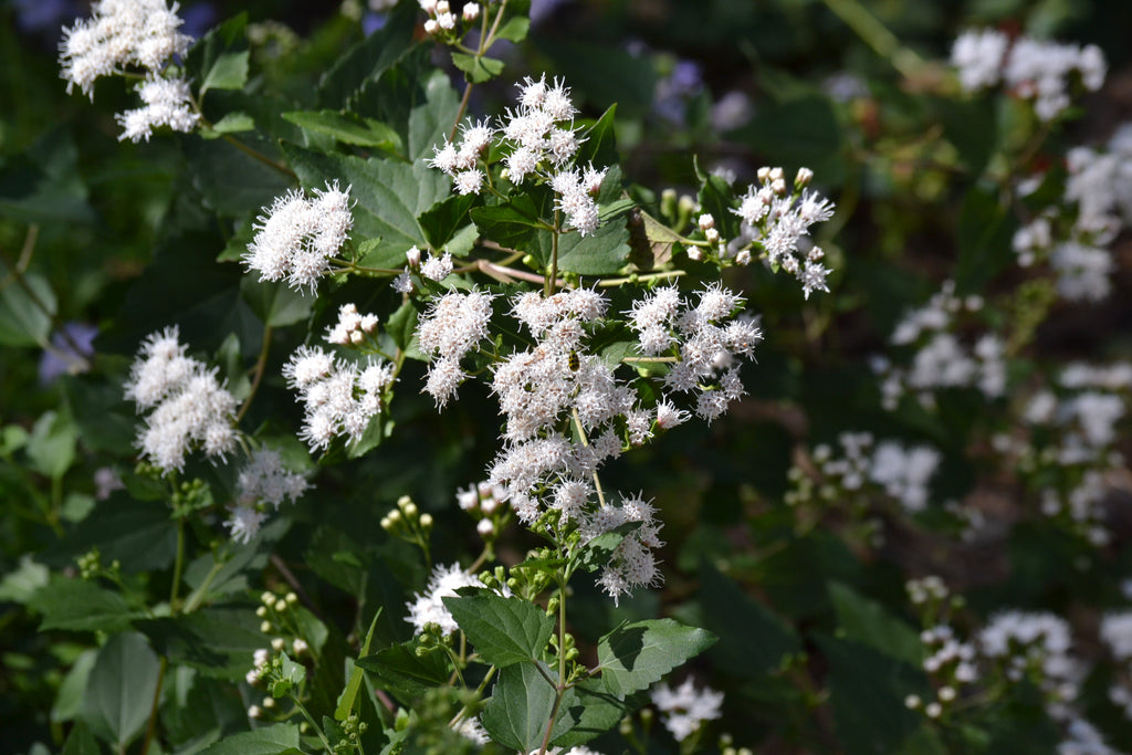 Shrubby boneset (Ageratina havanensis)