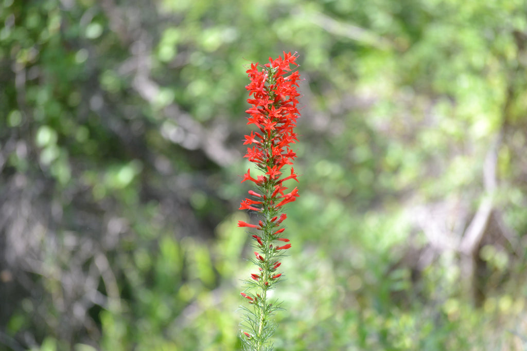 Ipomopsis rubra (Standing Cypress)