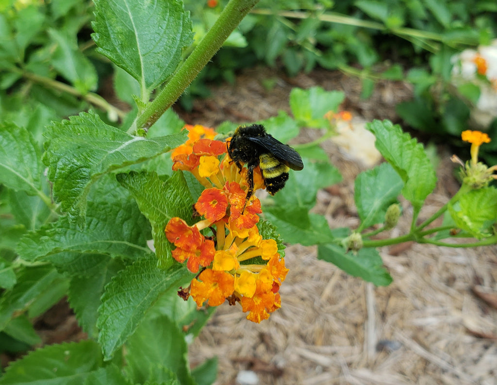 Texas lantana (Lantana urticoides)