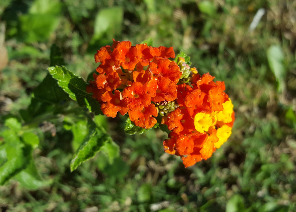 Texas lantana (Lantana urticoides)