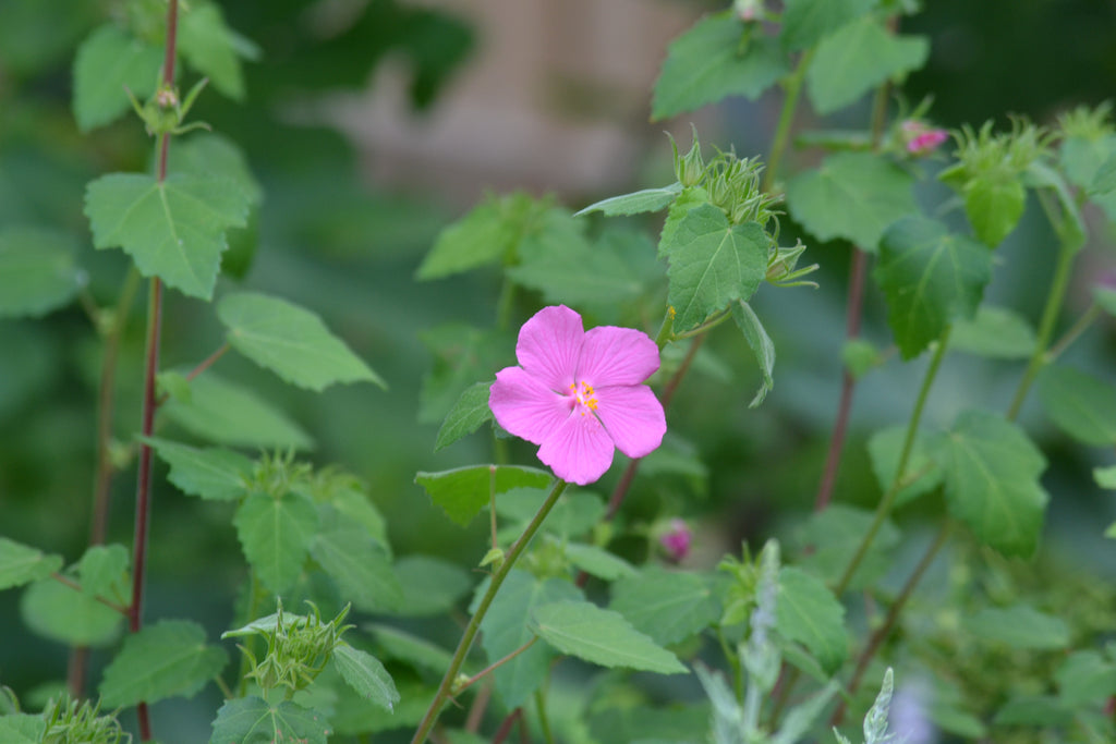 Pavonia lasiopetala (Rock Rose)