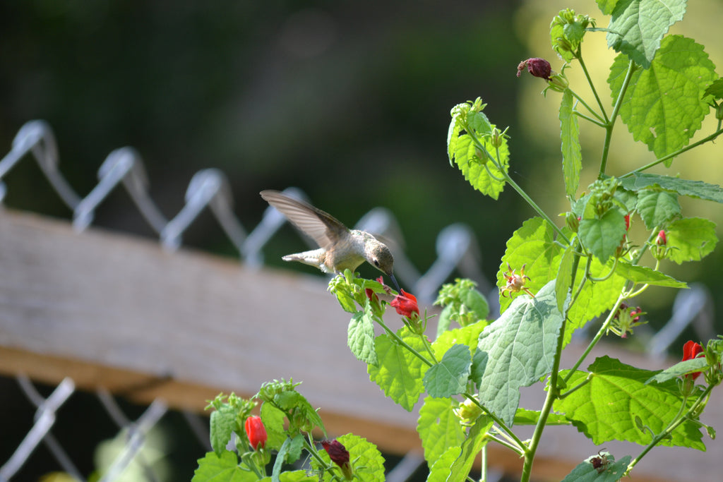 Turk's cap (Malvaviscus arboreus var. drummondii)