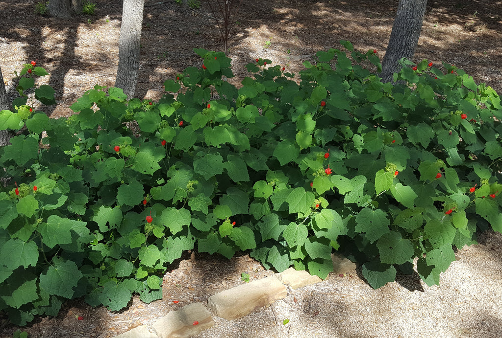 Turk's cap (Malvaviscus arboreus var. drummondii)