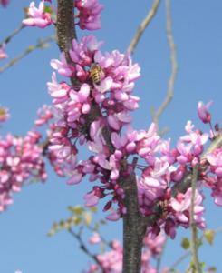 Texas Redbud (Cercis canadensis L. var. texensis)