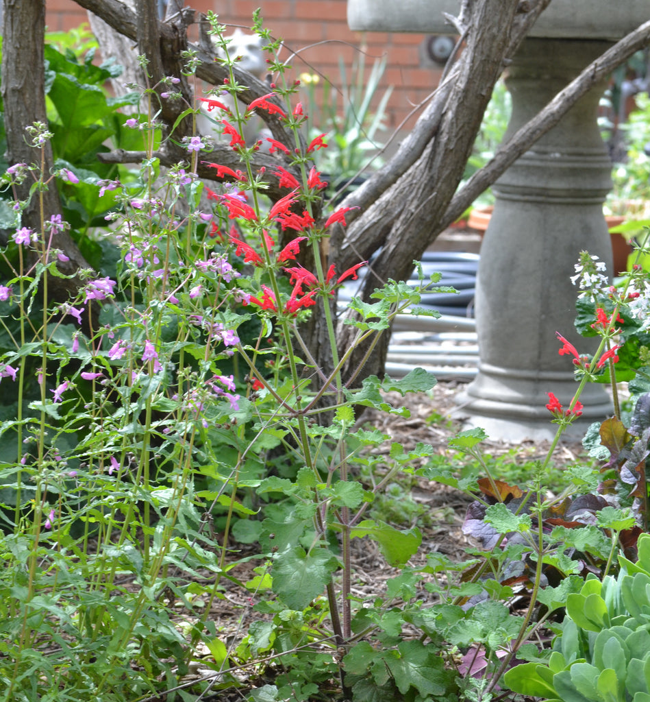 Sage, cedar (Salvia roemeriana)