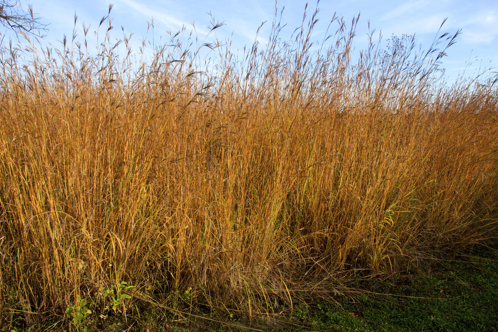 Andropogon gerardii (Big Bluestem)