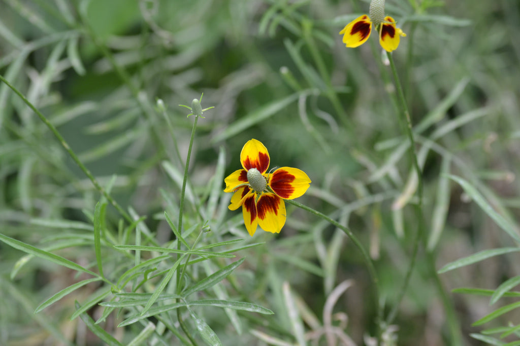 Mexican Hat (Ratibida columnifera)